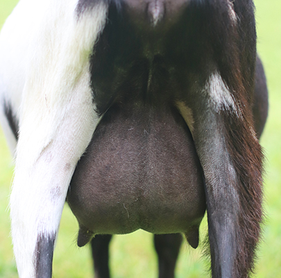 lesperance hoist the colors